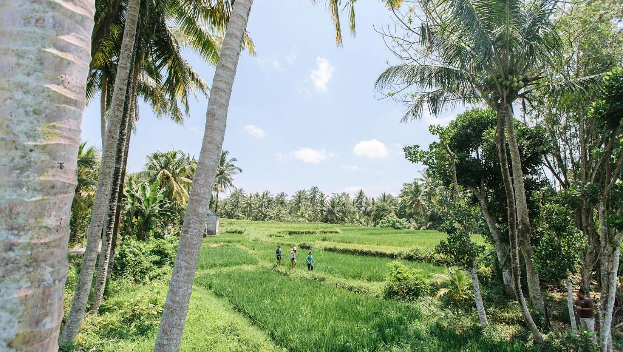 Tejaprana Resort & Spa Ubud Exterior foto A paddy field in Sri Lanka